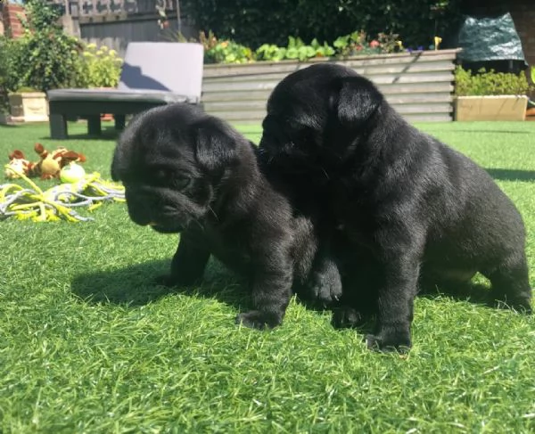 regalo cuccioli di carlino maschio e femmina per l'adozione