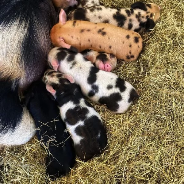 piccoli porcellini maschi e femmine