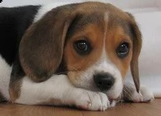 regalo beagle maschio e femmina | Foto 0