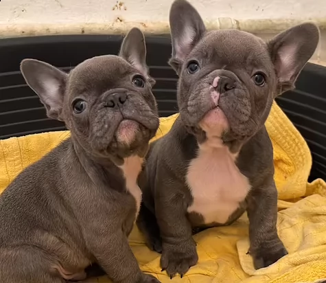 cuccioli di bouledogue francese 