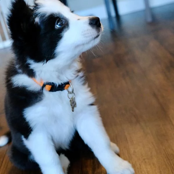 bellissimi cuccioli di border collie.