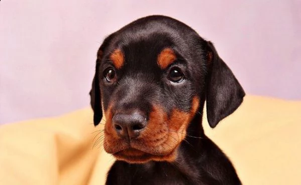  adorabili cuccioli dobermann femminucce e maschietti disponibili i cuccioli sono vaccinati svermina