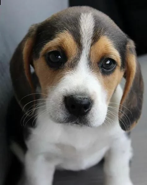dolce beagle  maschio e femmina | Foto 0