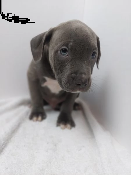 regalo cuccioli di pitbull 