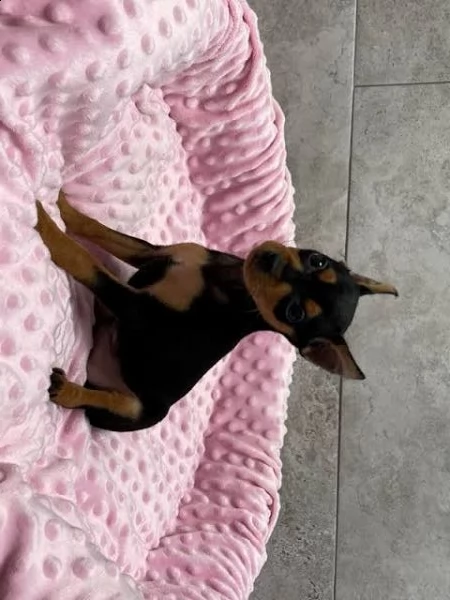  regalo cuccioli di pinscher