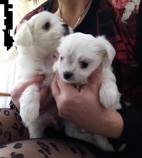 magnifici cuccioli maltesi. cresciuto in casa con i bambini. sono addestrati al vasino