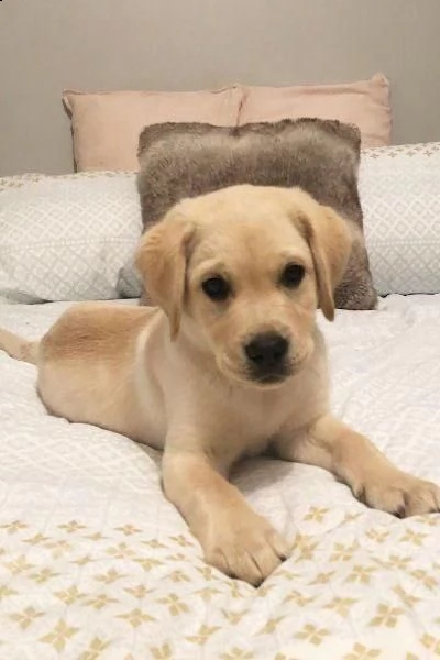  regalo bello labrador cuccioli maschi e femmine bello labrador , maschio e femmina, sverminato, con