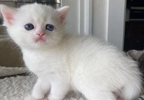 cuccioli gattini munchkin disponibile