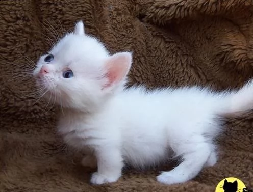 gattino di munchkin di due mesi