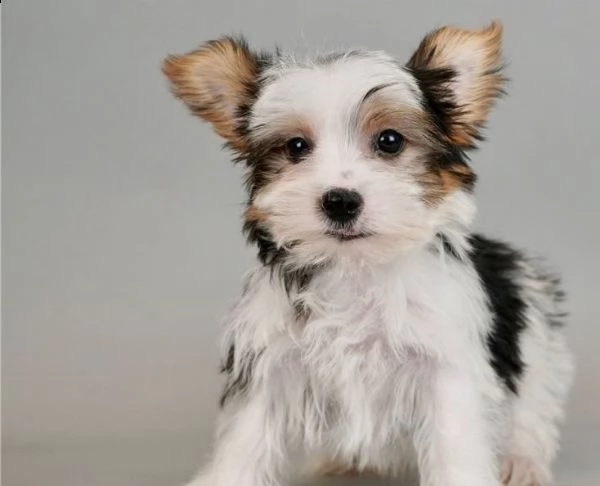 cuccioli shitzu 