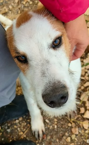 cucciolotto in adozione 