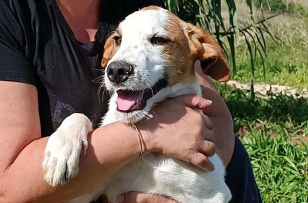 cucciolotto in adozione  | Foto 4