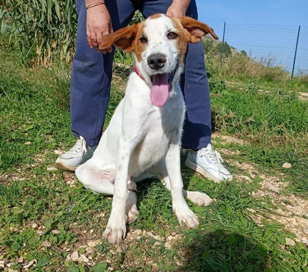 cucciolotto in adozione  | Foto 3