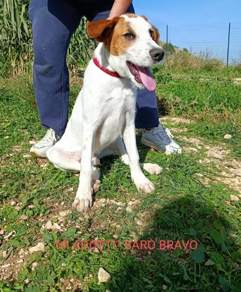 cucciolotto in adozione  | Foto 2