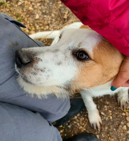 cucciolotto in adozione  | Foto 1