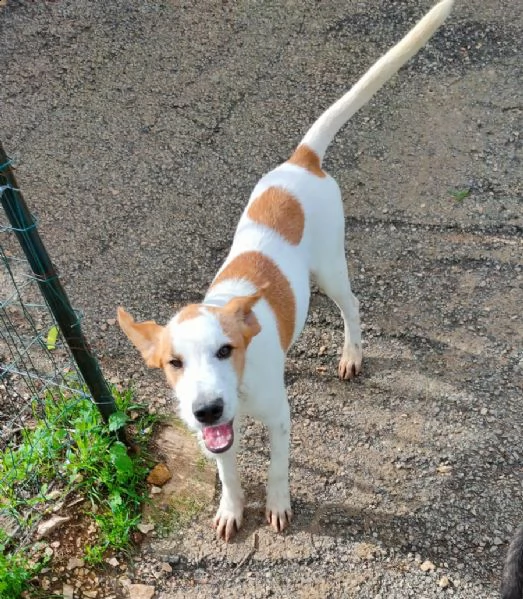 cucciolotto in adozione  | Foto 0