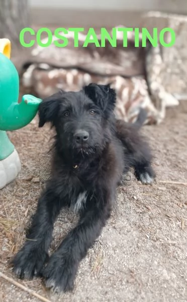 Costantino cucciolo 3 mesi e mezzo  | Foto 1