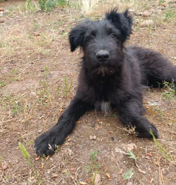 Costantino cucciolo 3 mesi e mezzo  | Foto 0