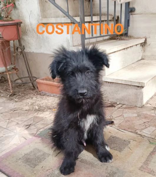 Costantino cucciolo 3 mesi e mezzo 