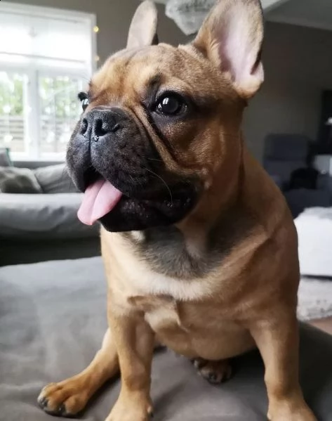 regalo bouledogue francese | Foto 0