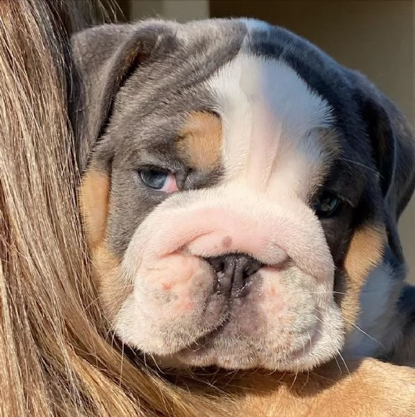 ( regalo   bulldog inglese) | Foto 0