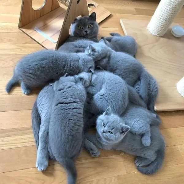 bellissimi e adorabili gattini british shorthair, 