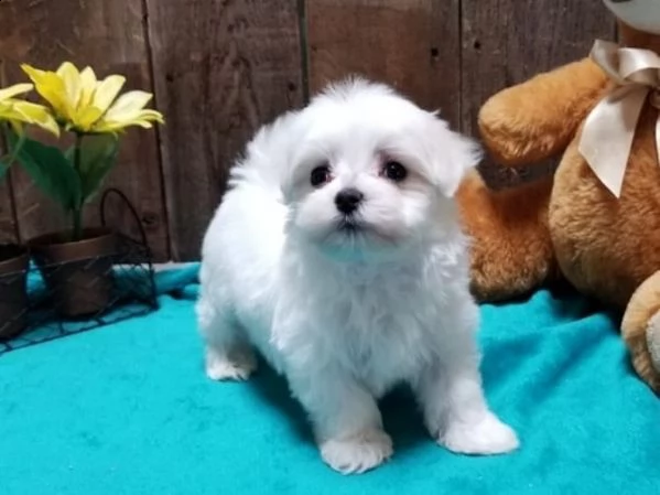 cuccioli di maltese | Foto 0