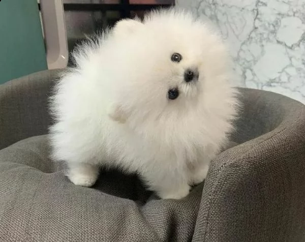 disponibili pomeranian mini toy maschio e femmina