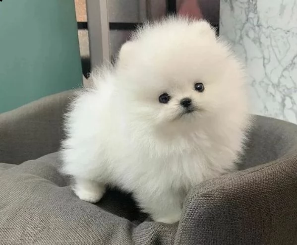 disponibili pomeranian mini toy maschio e femmina | Foto 0