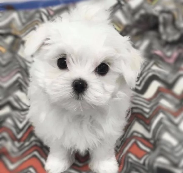 bellissimi cuccioli di maltese | Foto 0
