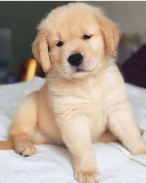 adorabili cuccioli di labrador retriever maschio e femmina disponibili