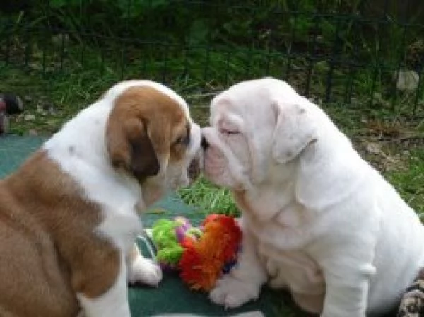 adorabili cuccioli di bulldog inglese femminucce e maschietti disponibili per l'adozione gratuita i 