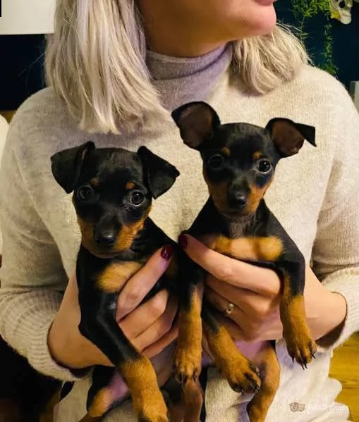 regalo cuccioli di pinscher