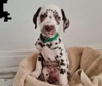 cuccioli di dalmata di razza pura | Foto 1