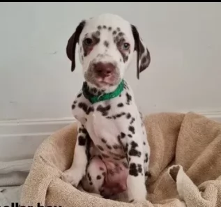 cuccioli di dalmata di razza pura | Foto 0