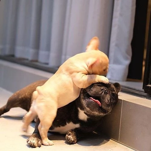 cucciolo bouledogue francese di tre mesi | Foto 0