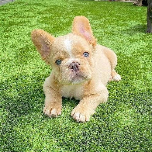 cucciolo bouledogue francese di tre mesi