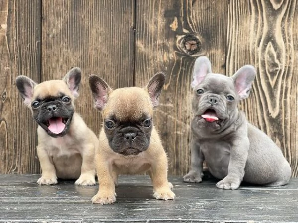 maschi e femmine di bouledogue francese | Foto 0