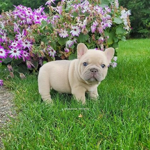 maschi e femmine di bouledogue francese