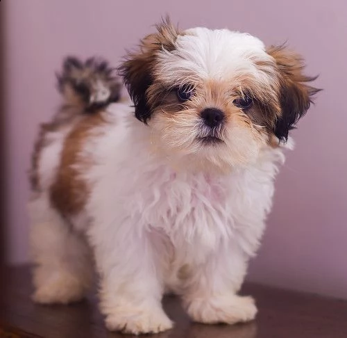 shitzu maschi e femmine cuccioli | Foto 0