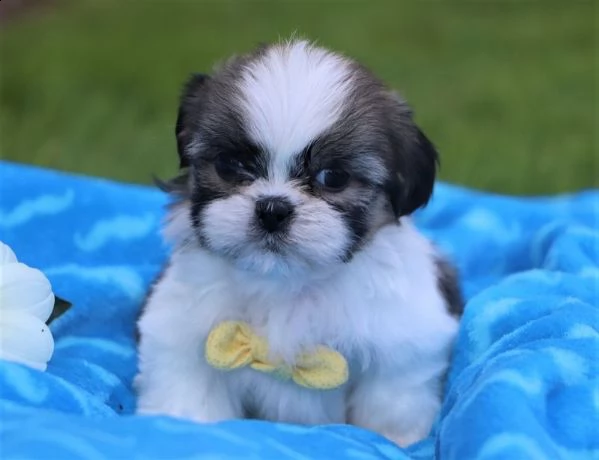 shitzu maschi e femmine cuccioli