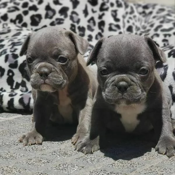 cuccioli di bulldog france esotic di 70 giorni
