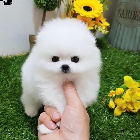 mini cuccioli piccola volpino pomerania toy
