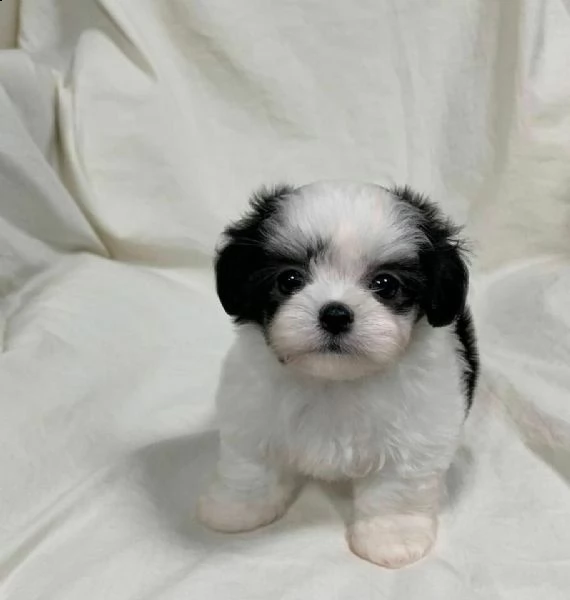 cuccioli di barboncino - shitzu mini di 70 g