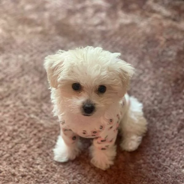  bichon frisè/maltese  m/f/