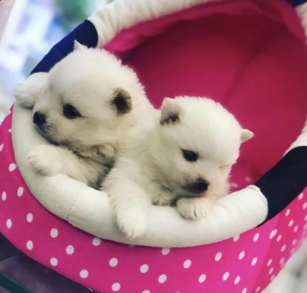 cuccioli di volpino pomerania toy