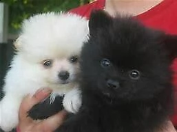 cucciolo di volpino nano inteligentissimi 