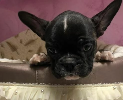 disponibili dei fascinosi cuccioletti di bulldog francese