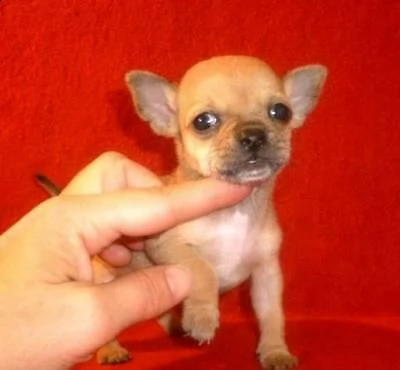 disponiamo di significativi cuccioletti di pincher chihuahua toy