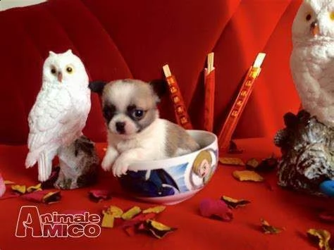 cedo cucciolo di spitz e chiwawa mini toy 